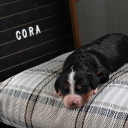 Girl 5 - female Bernedoodle puppy in Lancaster, Pennsylvania from Homestead Bernedoodles