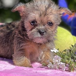 Poodles, Shihpoos, Shih Tzus, Shorkies, and Yorkipoos from Oodles of Poodles & Doodles