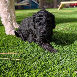 Cherry Garcia - Black female Goldendoodle puppy in Flagstaff, Arizona from Pat's Poodle Pups & Moore