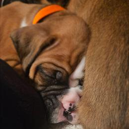 ORANGE COLLAR - Brindle male Boxer puppy in Gloucester, Virginia from Keen Boxers