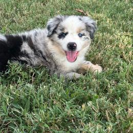 Kanga - Blue merle female Miniature Australian Shepherd puppy in Smiths Grove, Kentucky from Kyn's Kennel