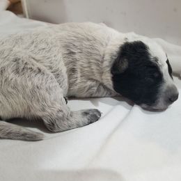 Celery - Blue male Australian Cattle Dog puppy in Monterey, Tennessee from Quarter Acre Farms