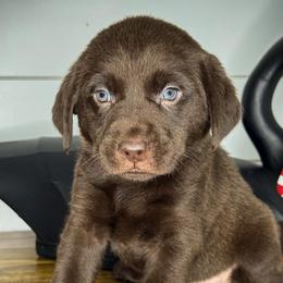 Brown Boy - Chocolate male Labrador Retriever puppy in Plymouth, North Carolina from Duck Creek Kennels