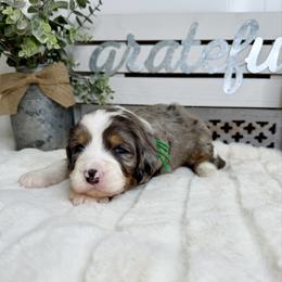 Home Alone - Merle male Bernedoodle puppy in Hegins, Pennsylvania from Bubbling Springs Doodles, LLC