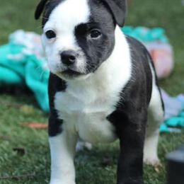 Staffordshire Bull Terriers from Sassafras’s Staffords