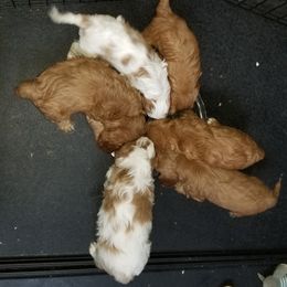 Cavalier King Charles Spaniel Puppies from Cavaliers of the County Macon