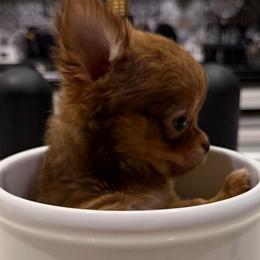 EXTRA tiny Senator, 7,800 - Chocolate brindled fawn male Chihuahua puppy in Burleson, Texas from Tiny Diiamond Chihuahua