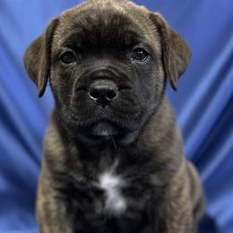 Blue Collar - Brindle male Boerboel puppy in Laramie, Wyoming from Standing Stone Boerboels