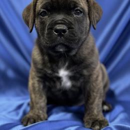 Blue Collar - Brindle male Boerboel puppy in Laramie, Wyoming from Standing Stone Boerboels