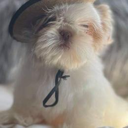 Shih Tzus from Fran's Shih Tzus