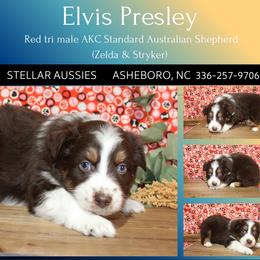 Elvis Presley - Red tri-color male Australian Shepherd puppy in Asheboro, North Carolina from Stellar Aussies