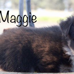 Miniature Australian Shepherd Puppies from Lavish Luxuries Mini and Toy Australian Shepherds