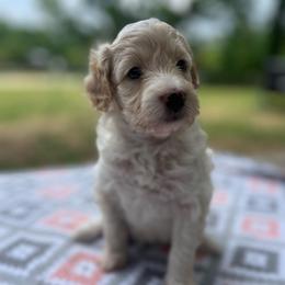 Bo - Cream male Aussiedoodle puppy in Liberty, Texas from Poodles and Doodles Most Excellent Adventures