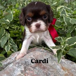 Bernedoodle, Cavalier King Charles Spaniel, Cavapoo, Goldendoodle, and Poodle Puppies from Gypsi Doodles & Poodles LLC.
