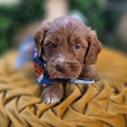 Gurri - Red  male Goldendoodle puppy in Decatur, Tennessee from Diamond's Doodles