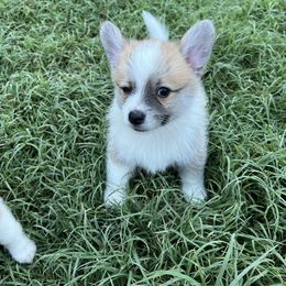 Companion Cross Puppies from Chilipoms