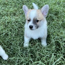Companion Cross Puppies from Chilipoms
