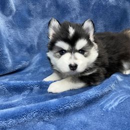 Pomsky Puppies from Granite State Pomskies