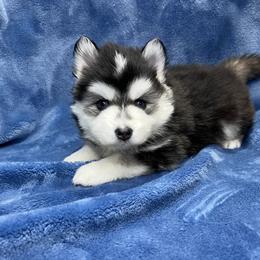 Pomsky Puppies from Granite State Pomskies