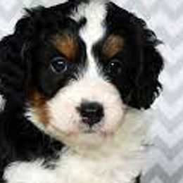 Bernedoodles, Cavalier King Charles Spaniels, Cavapoos, and Goldendoodles from Abidoodles