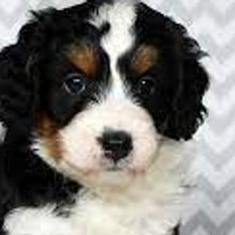 Bernedoodles, Cavalier King Charles Spaniels, Cavapoos, and Goldendoodles from Abidoodles
