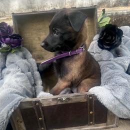 Nyx - Fawn sable female Belgian Malinois puppy in Chino, California from BlueStone K9
