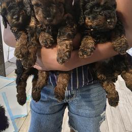 Poodle Puppies from Quality Care Dobermans