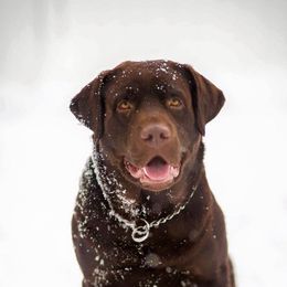 Labrador Retrievers from Onyahsa Kennels