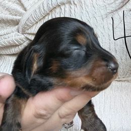 Boy 4 - Black and tan male Dachshund puppy in Canastota, New York from Diamond Dachshunds