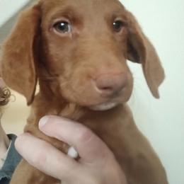 Chase - Caramel red male Labradoodle puppy in Henderson, Nevada from Hills labradoodles