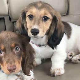 Dachshunds from Dobbins Dachshunds