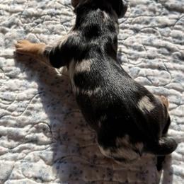 Dachshund Puppies from Little Doxie Farm