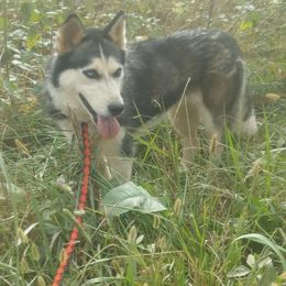 Cici - Siberian Husky