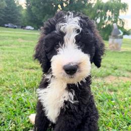 Gucci with training - Black and white male Bernedoodle puppy in Boonville, North Carolina from Doods & Dolls