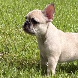 French Bulldogs from Beautiful Creatures Animal Ranch