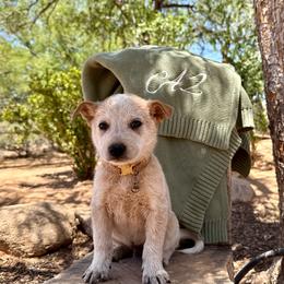 Flynn - Red speckled male Australian Cattle Dog puppy in Sahuarita, Arizona from A2 Australian Cattle Dogs