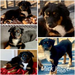 Mick Jagger - Black tri-color male Australian Shepherd puppy in Mid West, Illinois from Water's Edge Aussies