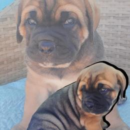 Cane Corso Puppies from Willow’s Meadow