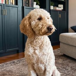 Boone - Goldendoodle
