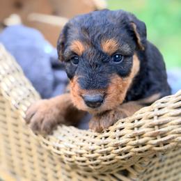 Baby Girl Tan - Black and tan female Airedale Terrier puppy in Mooresville, North Carolina from Farm 55
