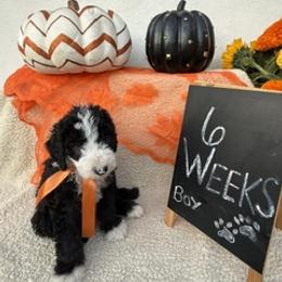 Light Blue - Black and white male Sheepadoodle puppy in Whittier, California from HOUSE OF DOODLES