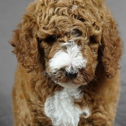 Aussiedoodle Puppies from Vesbach Doodle Valley Farm