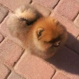 Pomeranian Puppies from TNT Pomeranians