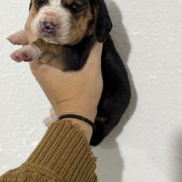 Sunflower - Black tan and white female Basset Hound puppy in Springfield, Missouri from Baylee’s Bassets