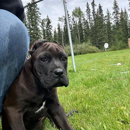 Daisy - Black female Cane Corso puppy in Delta Junction, Alaska from Granite Guardians Cane Corso