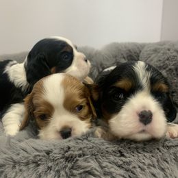 Beagles, Cavalier King Charles Spaniels, and Cavapoos from Beagles and Beyond, LLC