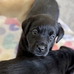 Girl 4 - Black female Labrador Retriever puppy in Ranchita, California from Pacific Crest Labradors