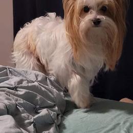 Yorkshire Terrier All Grown Up from Happy Tails Yorkies