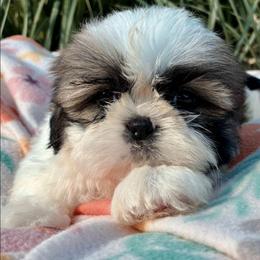 Fig - Gold and white male Shih Tzu puppy in North Carolina from WillowCreek Mountain View Shih Tzu