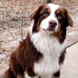 Harley - Australian Shepherd